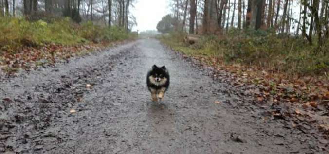 Hundetreffen-Gassirunde Am Waldesrand-Bild