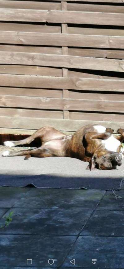 Die Dogorama Wochen Challenge-Beitrag-Bild