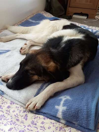 TierschutzhundeStammtisch🐕-Beitrag-Bild