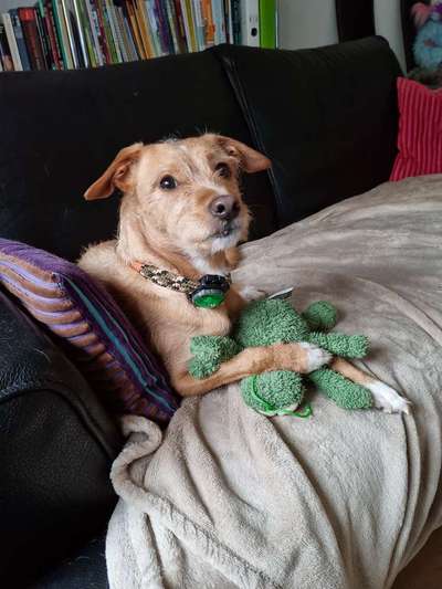 Hunde aus Griechenland-Beitrag-Bild