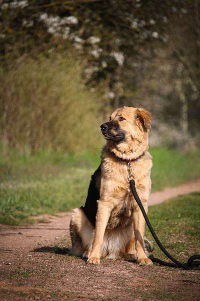Schäferhund-Beitrag-Bild