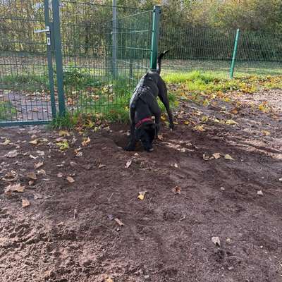 Hundetreffen-Ehemaliger Badesee-Bild