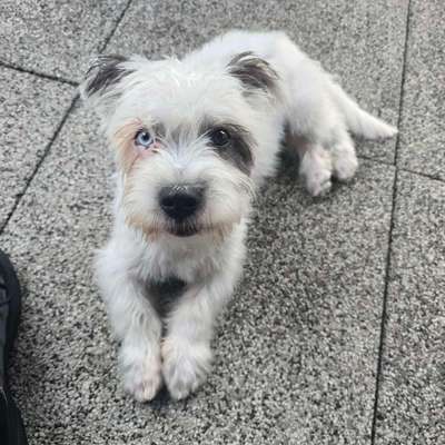Hundetreffen-Hundetreff-Bild