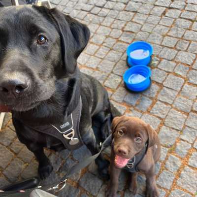 Hundetreffen-Spielkamerad für Spikey & Cody 🤎🖤-Bild