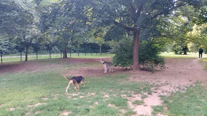 aktuelles Foto Gruppe Hundewiese am Hallo