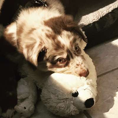 Welpen Bilder !-Beitrag-Bild