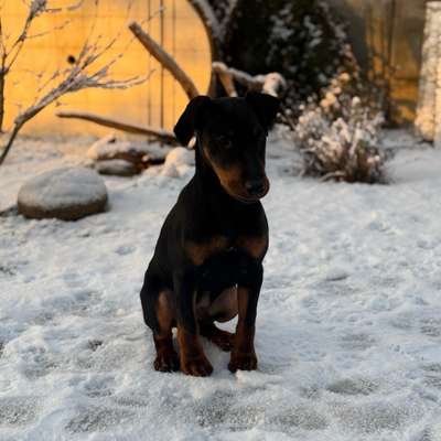 Hundetreffen-Welpentreffen in Herbrechtingen/Hausen-Bild