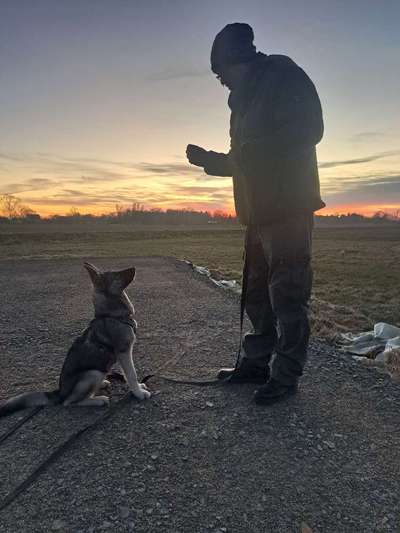 Hundetreffen-Juni aus Süpplingenburg tobt gerne-Bild