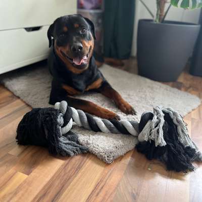 Hundetreffen-Rottweilerhündin sucht…-Bild