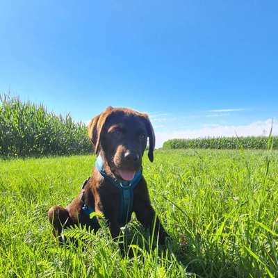 Hundetreffen-Spaziergang mit Spielrunde Hetzleser Berg-Bild