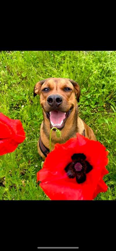 Die Dogorama Monats Challenge "Es grünt und blüht"-Beitrag-Bild