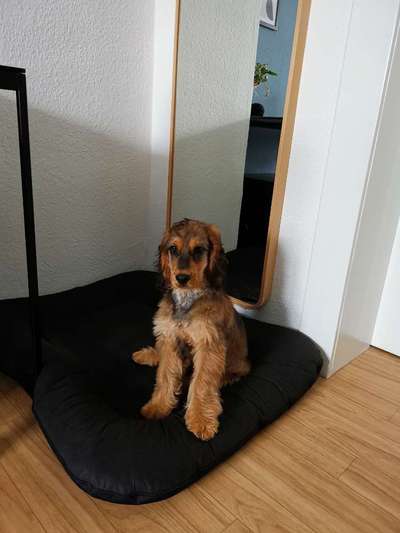 Englisch Cocker Spaniel-Beitrag-Bild