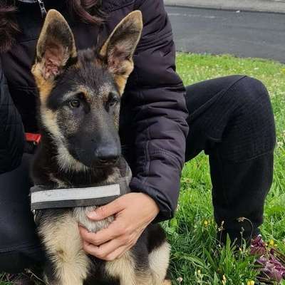 Hundetreffen-Welpen/Hunde treffen (große Hunde)-Bild