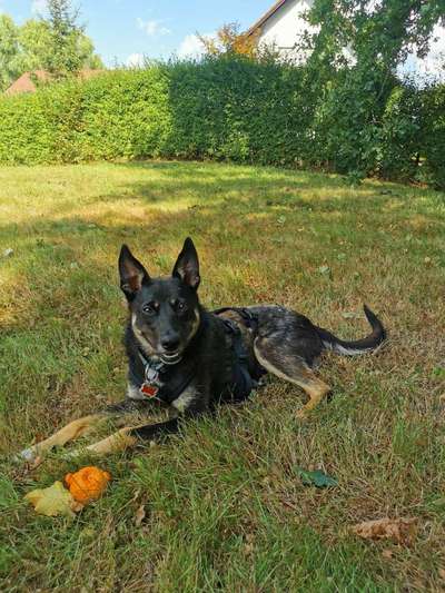 Hundetreffen-Spielerunde/Spaziergehkumpel-Bild