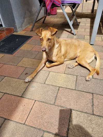 Hund aus dem Spanischen Tierschutz-Beitrag-Bild