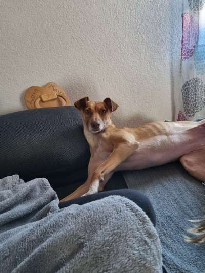 Windhunde - Treffen der besonderen Schönheiten
HERZLICH WILLKOMMEN-Beitrag-Bild