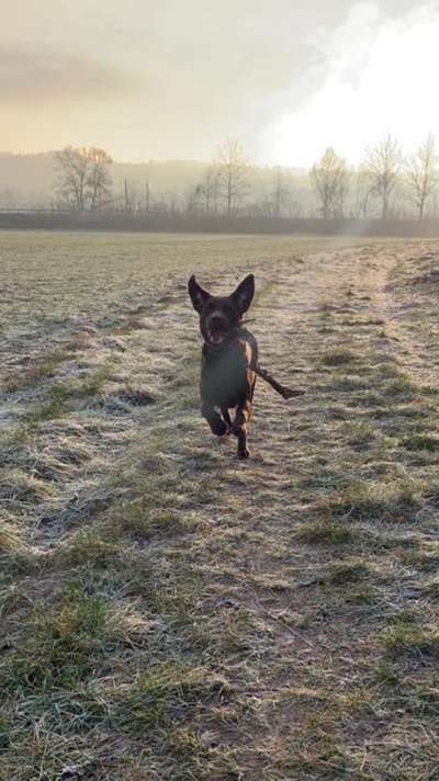 Fotochallenge 66 ~ Rennaction -Zeig deinen Hund im Lauf-Beitrag-Bild