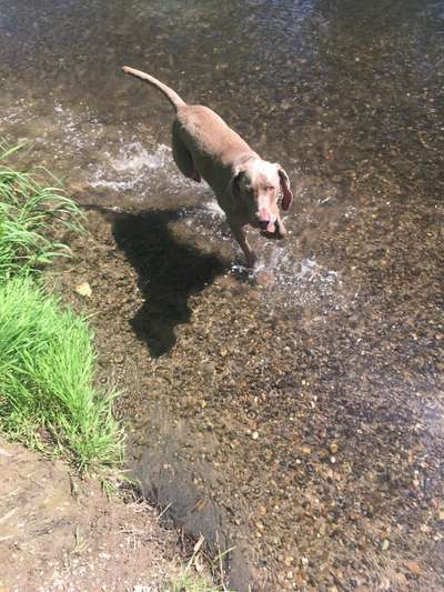 Weimaraner-Beitrag-Bild