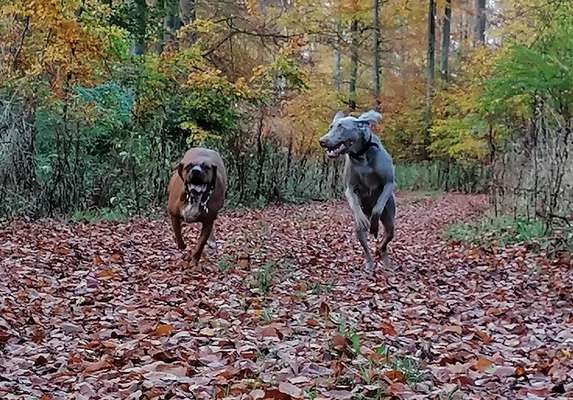 Die Dogorama Wochen Challenge "Friends will be Friends"-Beitrag-Bild