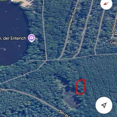 Giftköder-Eichenprozessionsspinner-Bild
