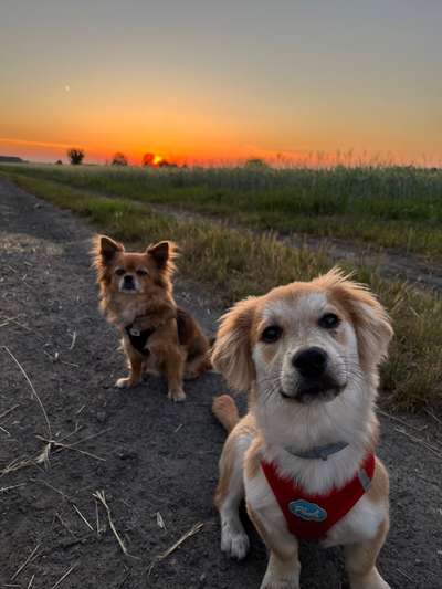 Mischlinge raten - Rätselspaß-Beitrag-Bild