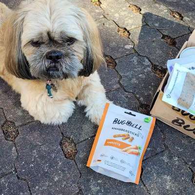 Region 356-Hundebetreuung- Gassitreffen etc.-Beitrag-Bild