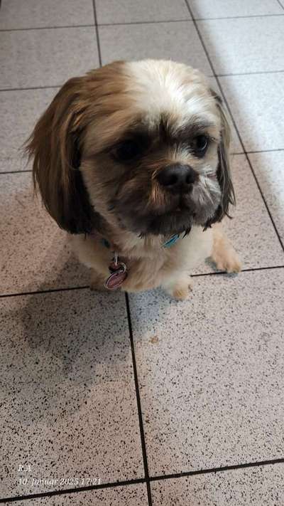 Shih Tzu von Jung bis Senioren-Beitrag-Bild