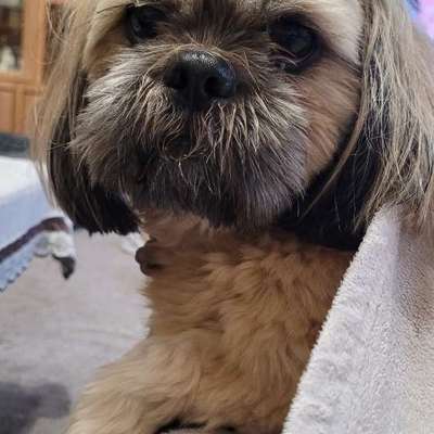 Region 356-Hundebetreuung- Gassitreffen etc.-Beitrag-Bild