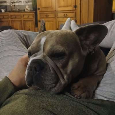 Hundetreffen-Spielereien, spazieren gehen ect-Bild