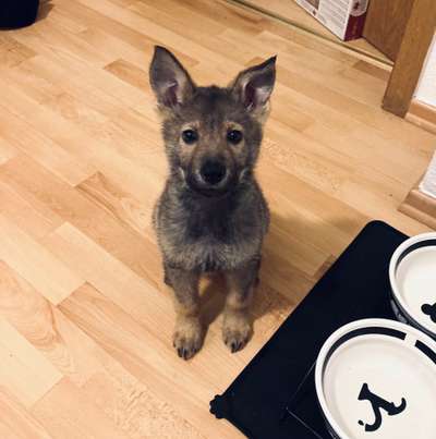 Dogorama-Monats-Challenge-Mai "Wasser"-Beitrag-Bild