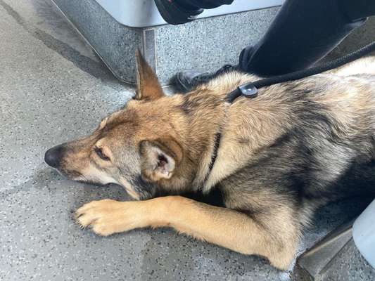 Die Dogorama Wochen Challenge-Beitrag-Bild