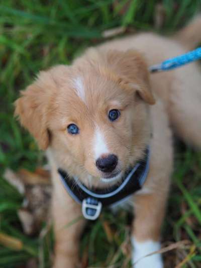 Dogorama Photo Challenge - Hundeblick zum hinschmelzen-Beitrag-Bild