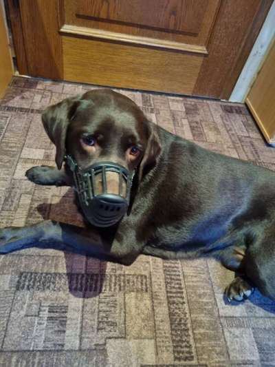 Zeigt mir doch bitte eure Maulkörbe!-Beitrag-Bild