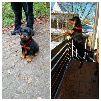 Welpen Bilder !-Beitrag-Bild