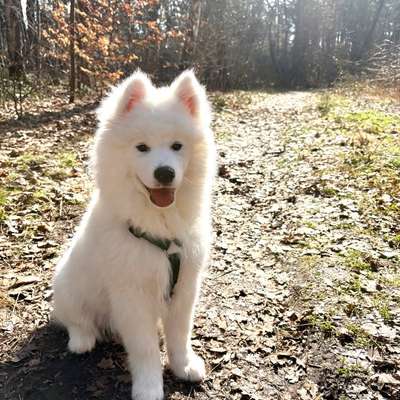 Hundetreffen-Gemeinsames Spielen-Bild