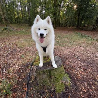 Endgegner: Hundebegegnung-Beitrag-Bild