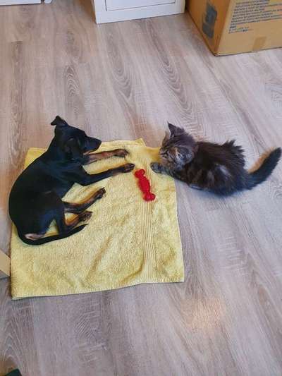 Welpen Bilder !-Beitrag-Bild