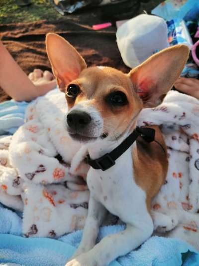 Wo sind die Chihuahua Besitzer ?-Beitrag-Bild