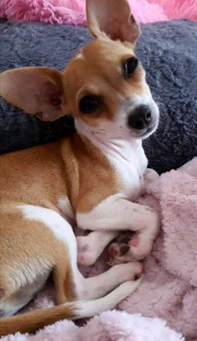 Wo sind die Chihuahua Besitzer ?-Beitrag-Bild