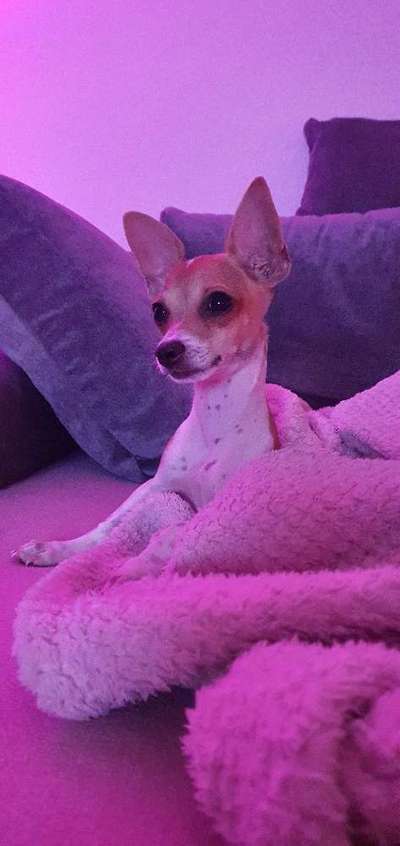 Wo sind die Chihuahua Besitzer ?-Beitrag-Bild