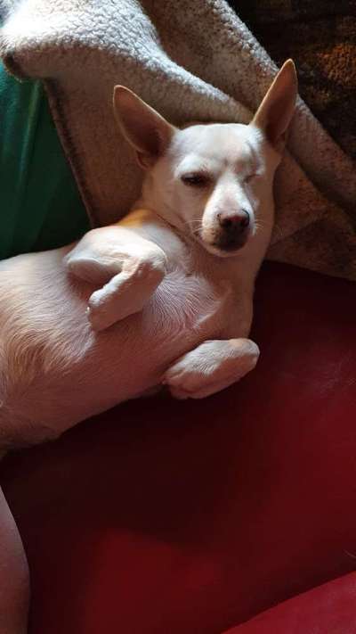 Zeigt mir die tollste Nahaufnahme von eurer Fellnase-Beitrag-Bild