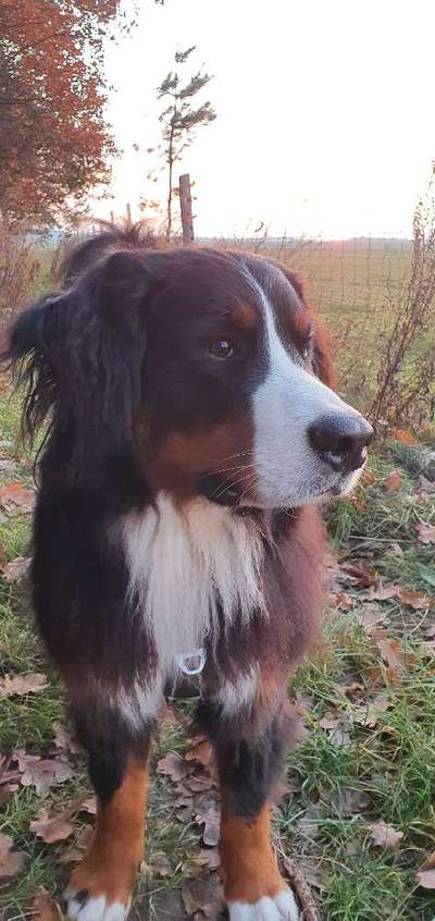 Berner Sennen-Beitrag-Bild