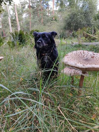 Dogorama Photo Challenge - Pilze-Beitrag-Bild