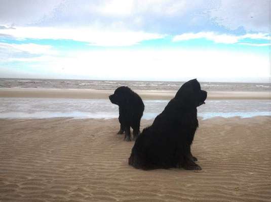 Dogorama-Monats-Challenge-Mai "Wasser"-Beitrag-Bild