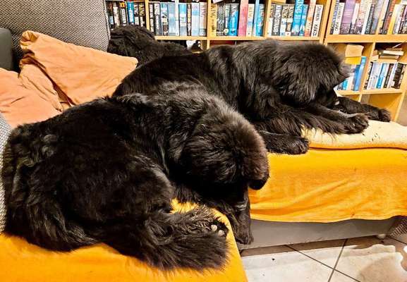 Neufundländer Freunde!-Beitrag-Bild