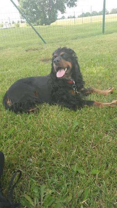 Dein Hund im Dogorama-Kalender 2021-Beitrag-Bild