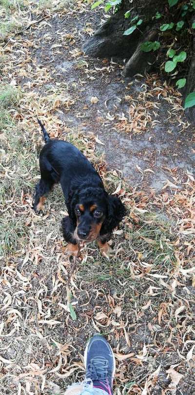 Dein Hund im Dogorama-Kalender 2021-Beitrag-Bild