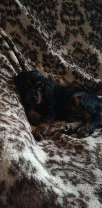 Welpen Bilder !-Beitrag-Bild