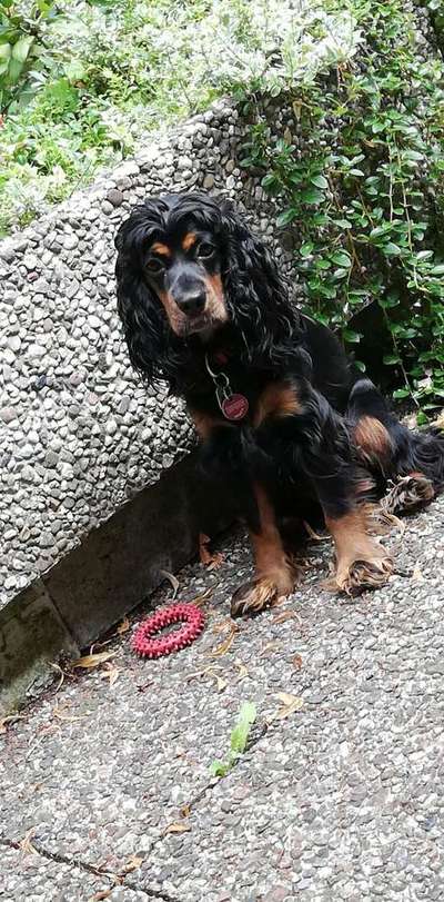 Dein Hund im Dogorama-Kalender 2021-Beitrag-Bild