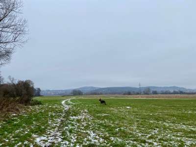 Hundeauslaufgebiet-Mainauen Frankenberg-Bild